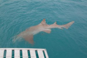 A large nurse shark swims away after being released