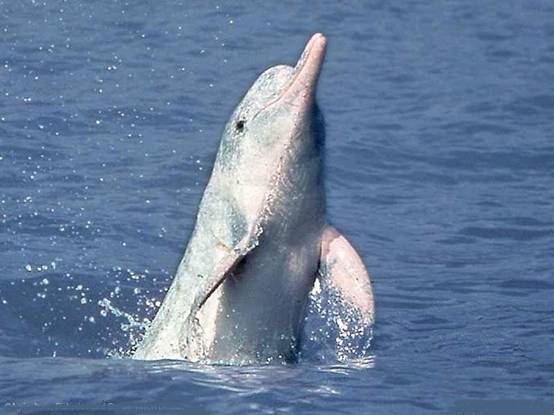 Figure 2: The now extinct Yangtze river dolphin. Image via WikiMedia Commons