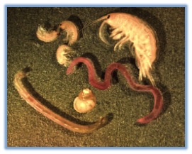 Typical marine benthic invertebrates (polychaete worms, snails, isopods and copepods—smaller crustaceans). Microphotograph taken by G. Carter (2000). Photo acquired from Wikimedia Commons.