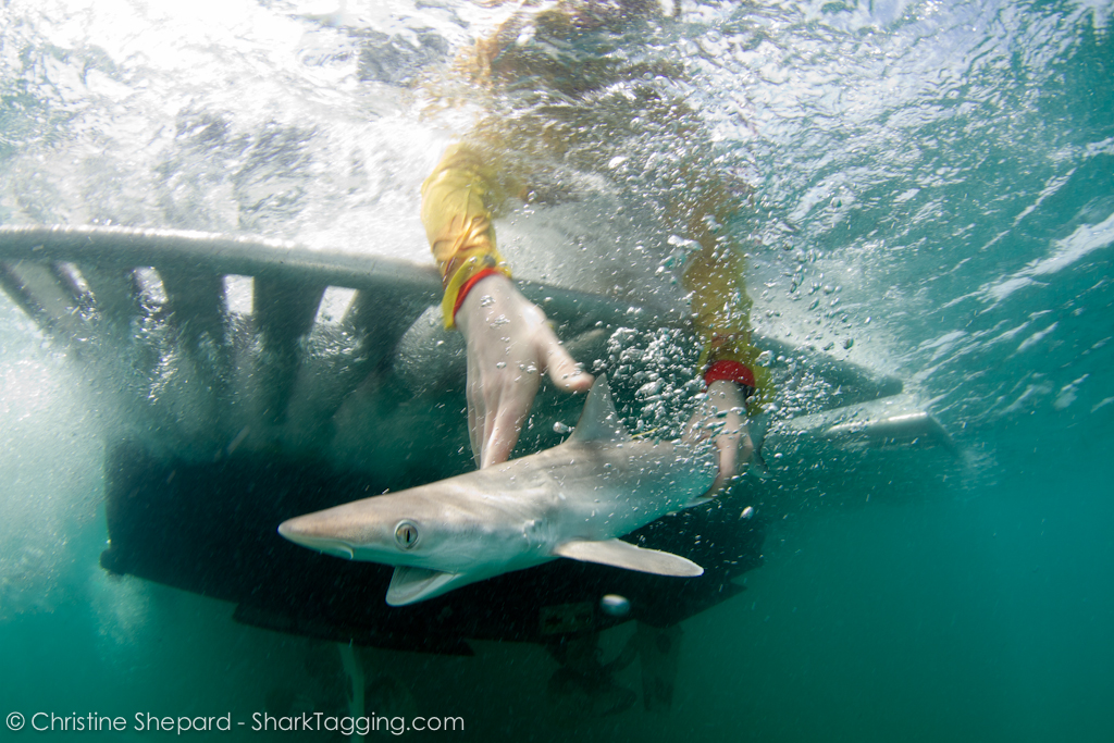 An Atlantic Sharpnose Shark is released back into the waters off of the Florida Keys after a brief sampling and tagging procedure aboard the R/V Ensley with the RJD research team.