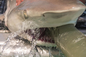 A water pump is inserted into the balcktip shark’s mouth to continuously pump water over their gills and to keep their mouth happily occupied.