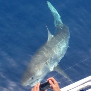 Great white shark in the Florida Keys. 
