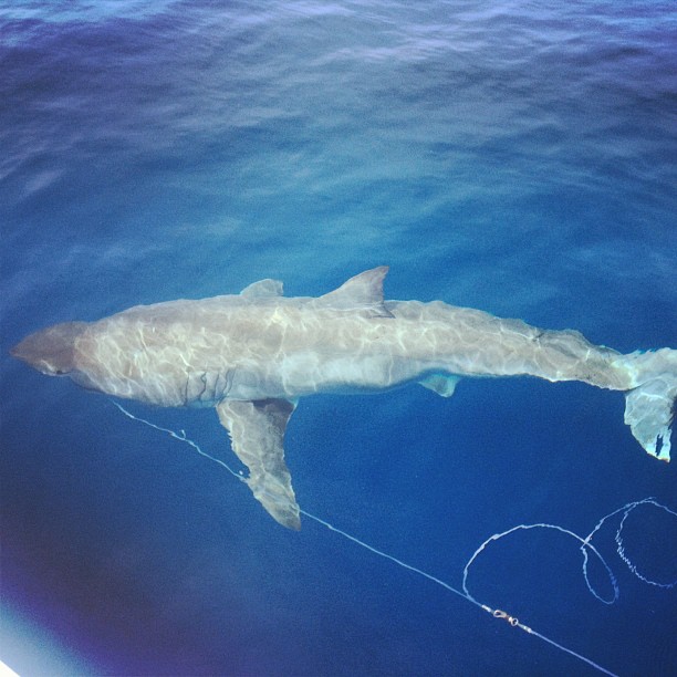A great white shark caught in the Florida Keys on 5/13/13. Photo credit: Virginia Ansaldi, RJ Dunlap Marine Conservation Program intern