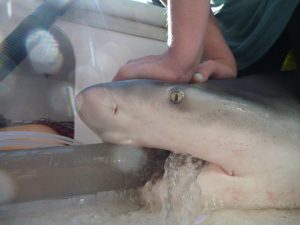  A bull shark gets its work up from the RJD team during a shark tagging trip.