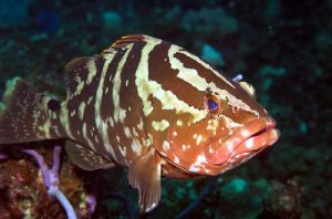 The over-exploited Nassau grouper is much larger than the coney, but has a lesser appetite for fish until it is significantly into adulthood. Photo credit: Colin Zylka/ Marine Photobank