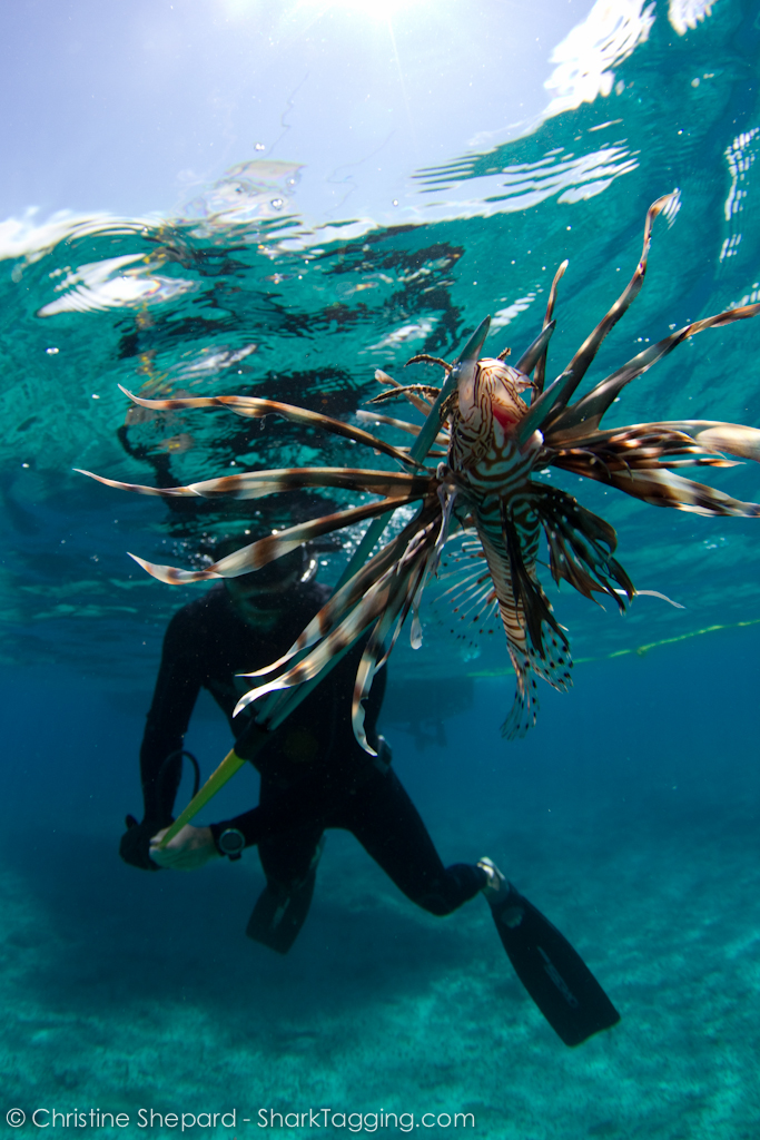 A fisherman spears an invasive lionfish in the warm, shallow waters of Nassau, Bahamas.
