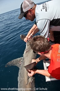 The RJD team performs a quick workup on the great hammerhead shark 