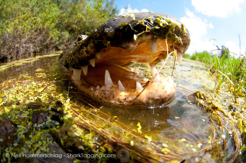 Deep in Everglades National Park, Dr. Neil Hammerschlag captured this extreme close-up view of an American Alligator. To learn more about this predator and their vital role in the ecosystem, visit: http://www.nps.gov/ever/naturescience/alligatorindepth.htm