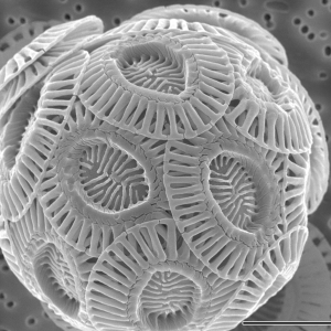 Coccolithophore – Single-celled marine phytoplankton 