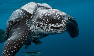 A male leatherback sea turtle. Photo: Michael Patrick O'Neill/Alamy