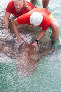 Collin and I safely release the nurse shark back into the ocean