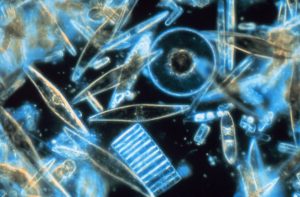 Diatoms_through_the_microscope