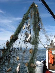 Derelict Fishing gear being removed from the ocean