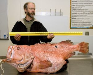 BOFFFFs: Big (1.1m), old (ca.100 years), fat (27.2 kg), fertile female fish: Shortraker rockfish (Sebastes borealis). Image Source: Karna McKinney, Alaska Fisheries Science Center, NOAA Fisheries Service