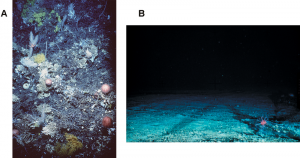 A. The coral community and seabed on an untrawled seamount; B. The exposed bedrock of a trawled seamount.
