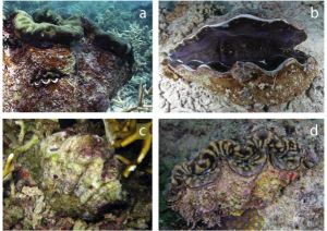 Figure 2: Epibiota diversity among giant clam species. The ones shown on the giant clams in each picture are: (a) another clam (b) hard coral (c) algae and (d) a variety of encrusting organisms. (Neo et al. 2015)