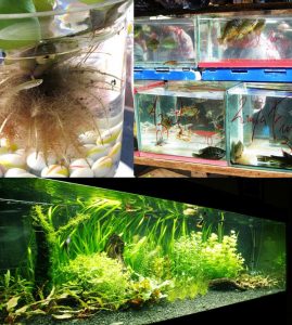 : Illustrations of different understandings and philosophies about the aquarium hobby. (Maceda-Veiga et al