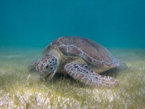 A green sea turtle grazes on seagrass, an important food source for this endangered species. Photo courtesy of P. Lindgren via Wikimedia Commons