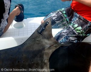 A fin-mounted satellite tag on a juvenile tiger shark.