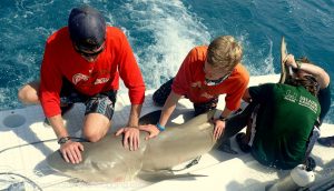 A large lemon shark is secured while blood is being drawn.