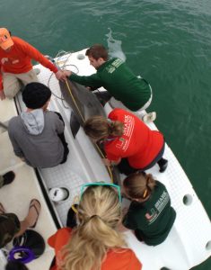 Measuring bull shark Caption: Citizen scientist helping the RJD Team work up a bull shark