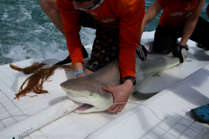 Our first blacktip shark of the day!