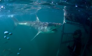 Pat Goebel Pic1 - Shark Week