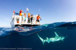 Pat Goebel Pic2 - Shark week