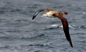 amsterdam albatross