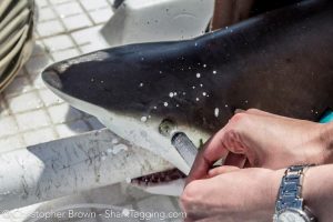 Citizen scientist checks the reflexes of a blacktip shark by squirting water in its eye.