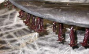 Figure 1: Barnacles were mainly found on the trailing edges of dorsal fins, flippers, and flukes, over an area ~2cm wide (Dr. Mariano Domingo, Autonomous University of Barcelona, Spain)