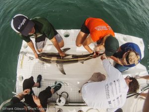 With the help of the RJD team, a Christopher Columbus student measures a blacktip shark.