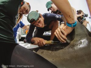 Undergraduate intern Grace Roskar helps a Christopher Columbus student apply a dart tag to a bull shark.