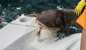 Our last shark of the day, a 240 cm male nurse shark!