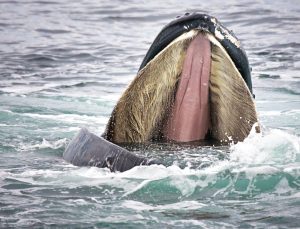 Whale baleen