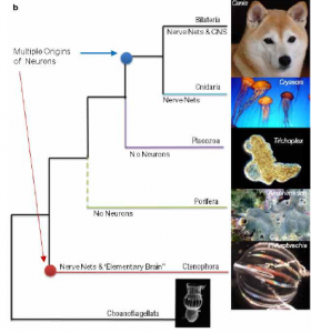 Phylogenetic tree based on recent studies, indicates the evolution of neurons at two separate points (Moroz et al. 2014)