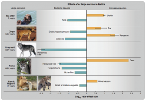 Observed impacts following large carnivore decline (Image: Ripple et al. 2015)