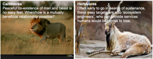 Large carnivore and herbivore species are at risk from human activity (Images: National Geographic [http://animals.nationalgeographic.com/animals/wallpaper/lion-stalking-botswana.html], and The Tribune [http://tribune.com.pk/story/968489/big-game-trophy-hunting-helps-revive-markhor-numbers/]