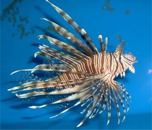 The Indo-Pacific Lionfish is an invasive species to the Gulf of Mexico, Caribbean and East Coast of the United States. (Source: http://www.noaanews.noaa.gov/stories2006/images/lionfish-morris.jpg)