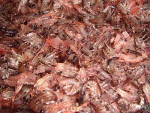A zoomed in image of an abundance of Krill. In terms of biomass, they are the most successful in terms of proliferation in the world’s ocean.