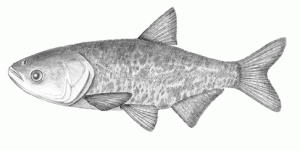 Bighead carp (Hypophthalmichthys nobilis). (Wikimedia Commons)