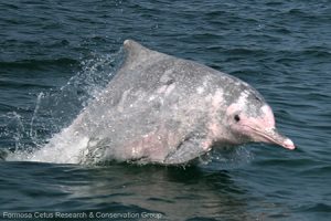 An Indo-Pacific humpback dolphin surfaces. Note the extensive and unique spotting pattern (Photo credit: Formosa Cetus Research and Conservation Group)