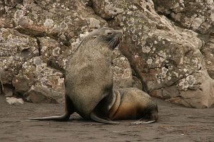 Antarctic fur seals pose a trampling threat to the continent’s vegetation (Mulichen, 2008). 