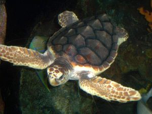 Pictured above: An endangered loggerhead turtle swimming over a reef. Loggerheads when caught in nets cannot get to the surface to breathe leading to death. 