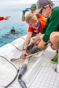 SRC interns Robbie Roemer, Jake Jerome, and Shannon Moorhead secure a female hammerhead shark to the platform