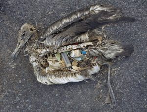 Unaltered remains of an albatross chick at Midway Atoll. Photo by Chris Jordan of the US Fish and Wildlife Service.