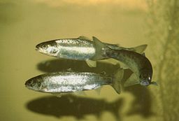 Figure 1: Atlantic salmon smolts. Their silvery color shows that they are ready to leave their freshwater home and migrate to the ocean, where they breed.