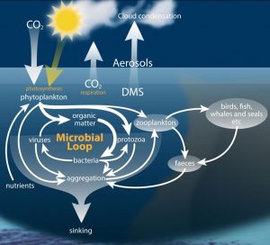 Figure 2. Microbial communities graze, break down, recycle and respire nutrients in the ocean helping to maintain an interconnected web of carbon transfer.
