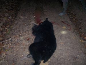 An illegally killed bear found outside of the Avoyelles Parish in Louisiana.