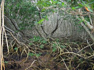 Figure 1: A mangrove forest in Ohio Key Florida Keys National Wildlife Refuge. FL photo courtesy of Phil M. C., February 19th, 2012. U.S. Fish and Wildlife Service Headquarters.